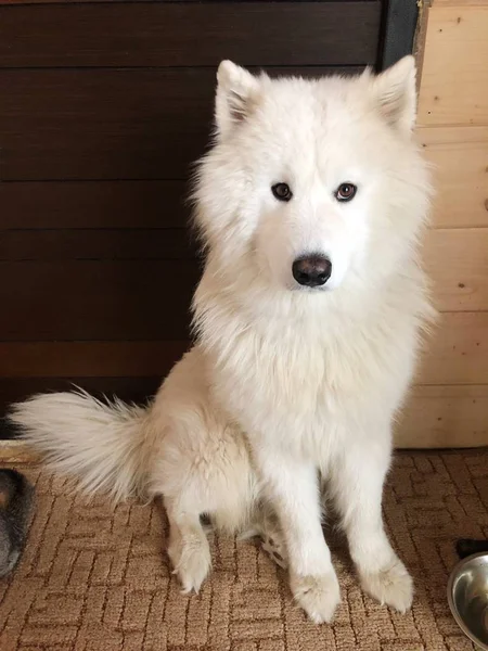 Большая Белая Собака Самоед Полу — стоковое фото