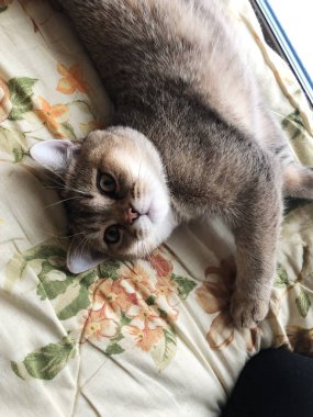 Güzel kahverengi İskoç kedi beyaz yatakta 