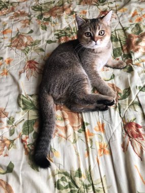 Güzel kahverengi İskoç kedi beyaz yatakta 