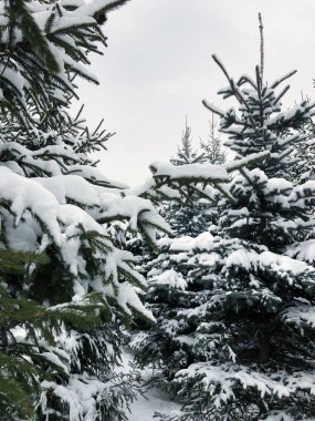 Güzel yeşil Noel ağaçları karda 