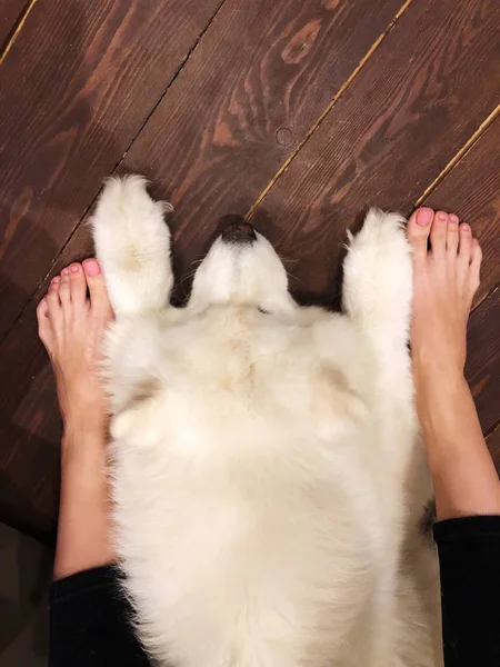 Beyaz Köpek Kadın Ayakları Yere — Stok fotoğraf