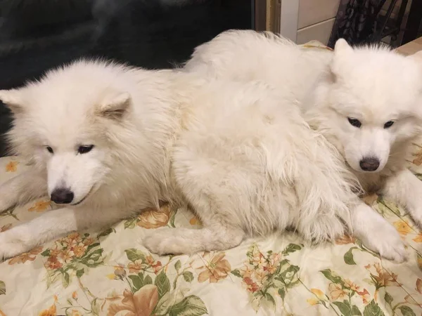 Büyük Beyaz Köpek Samoyed Yatakta — Stok fotoğraf