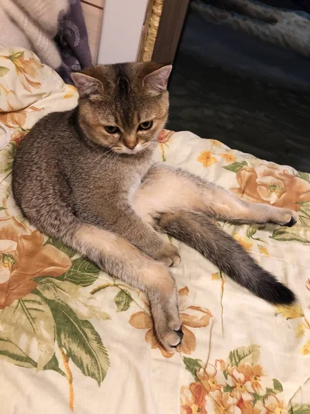 白いベッドの上美しい茶色のスコティッシュの猫 — ストック写真