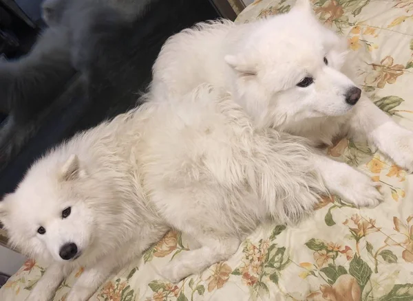 Großer Weißer Hund Samoyed Auf Dem Bett — Stockfoto