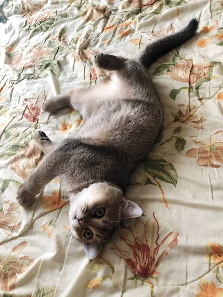 Schöne Braune Schottische Katze Auf Weißem Bett — Stockfoto