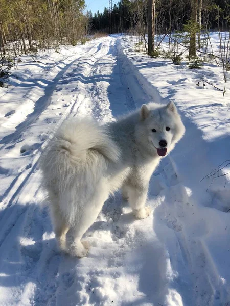 Πανέμορφο Λευκό Σκυλί Χειμώνα Στο Χωριό — Φωτογραφία Αρχείου
