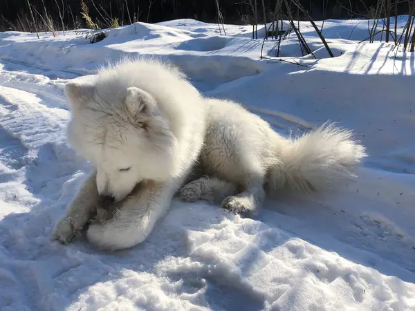 Cão Branco Bonito Inverno Aldeia — Fotografia de Stock