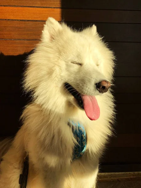 Cão Branco Bonito Samoyed Gosta Sol — Fotografia de Stock