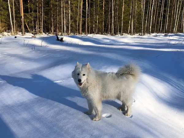 Piękny Biały Pies Zimą Miejscowości — Zdjęcie stockowe