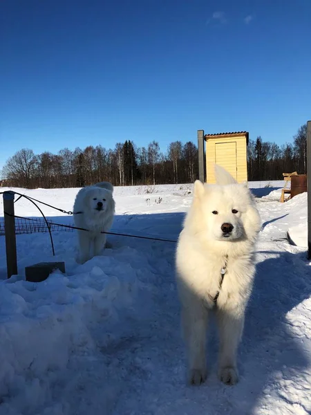 冬の村で美しい白い犬 — ストック写真