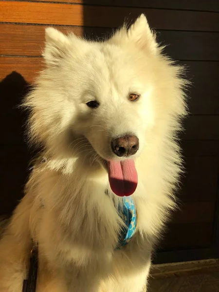 Piękny Biały Pies Samoyed Cieszy Się Słońcem — Zdjęcie stockowe