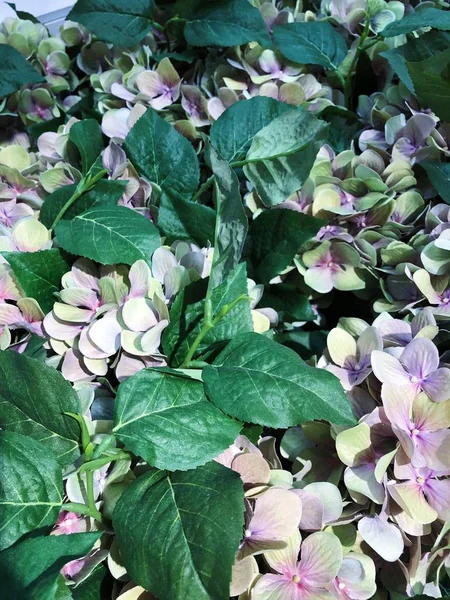 Hermosas Flores Púrpuras Vista Del Mercado —  Fotos de Stock