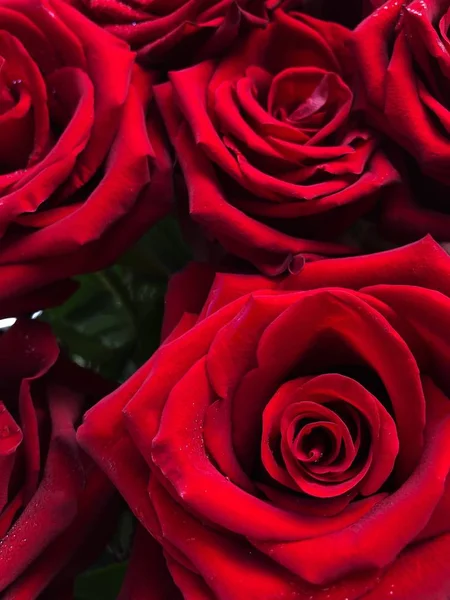 水滴ビューと美しい赤いバラ — ストック写真