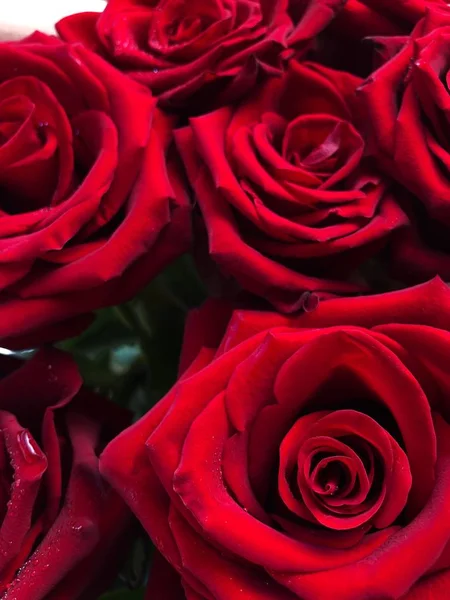 Lindas Rosas Vermelhas Com Vista Gotas Água — Fotografia de Stock