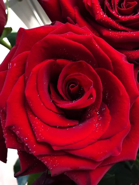 Lindas Rosas Vermelhas Com Vista Gotas Água — Fotografia de Stock