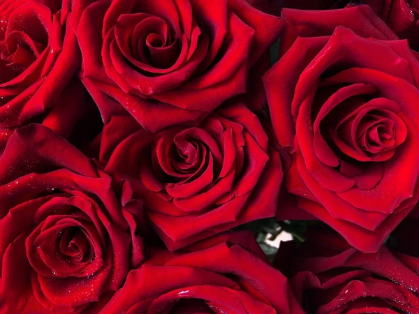 水滴ビューと美しい赤いバラ — ストック写真