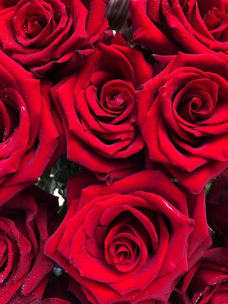 Lindas Rosas Vermelhas Com Vista Gotas Água — Fotografia de Stock