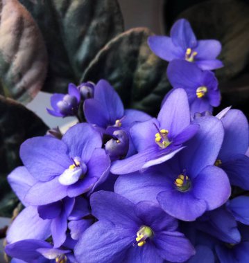 Bir pot görünümünde güzel mor çiçek 