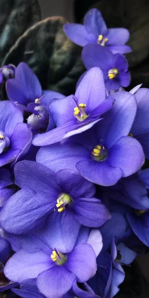 Фиолетовый Цветок Горшке — стоковое фото