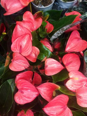 Bir pot görünümünde güzel kırmızı çiçek  