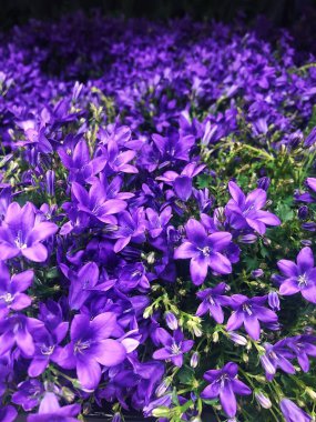 Pazar görünümünde güzel mor çan 