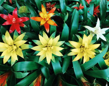 Piyasada güzel sarı ve turuncu lilyum