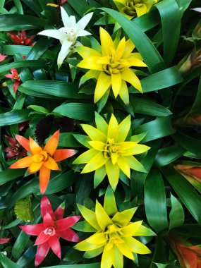 Piyasada güzel sarı ve turuncu lilyum