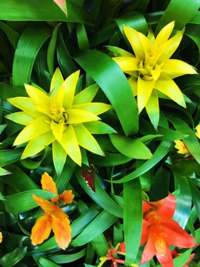 Piyasada güzel sarı ve turuncu lilyum