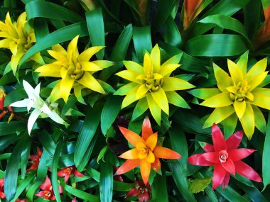 Piyasada güzel sarı ve turuncu lilyum