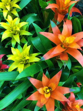 Piyasada güzel sarı ve turuncu lilyum 