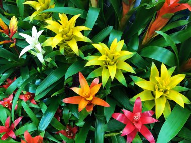 Piyasada güzel sarı ve turuncu lilyum 