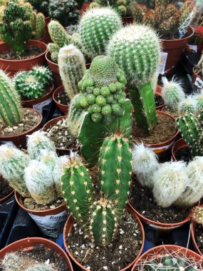 Piyasada güzel yeşil saksı kaktüsü 