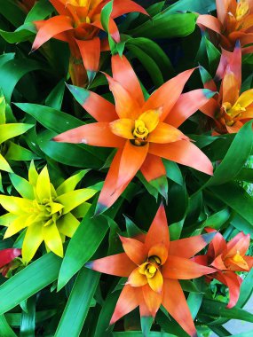 Piyasada güzel sarı ve turuncu lilyum 