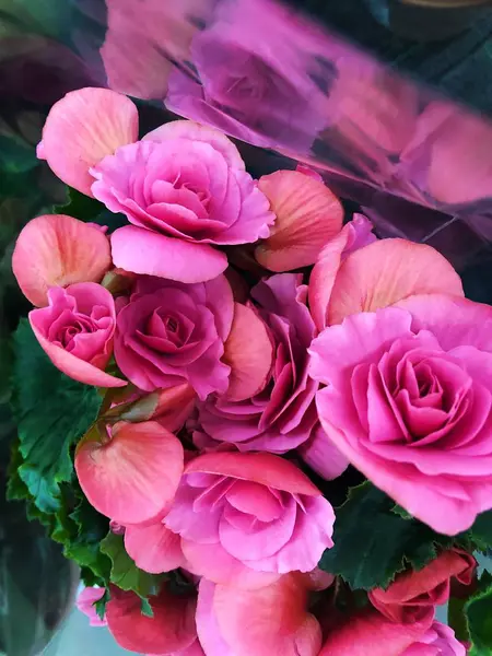 Pazar görünümünde güzel pembe güller 