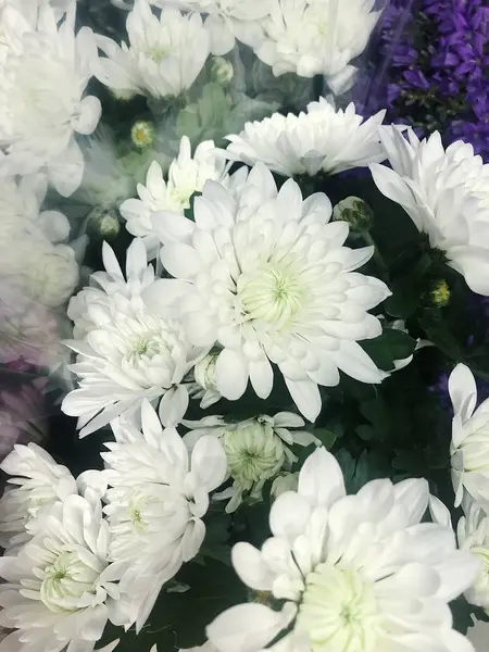 Pazar görünümünde güzel beyaz asters 