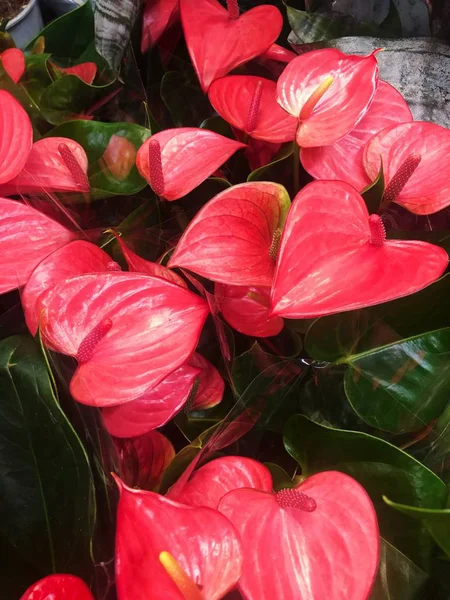 Bir pot görünümünde güzel kırmızı çiçek  