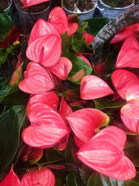 Hermosa Flor Roja Una Vista Olla —  Fotos de Stock