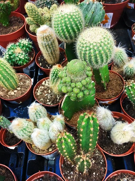 Piyasada güzel yeşil saksı kaktüsü 