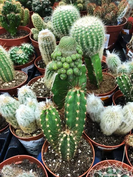 Piyasada güzel yeşil saksı kaktüsü 