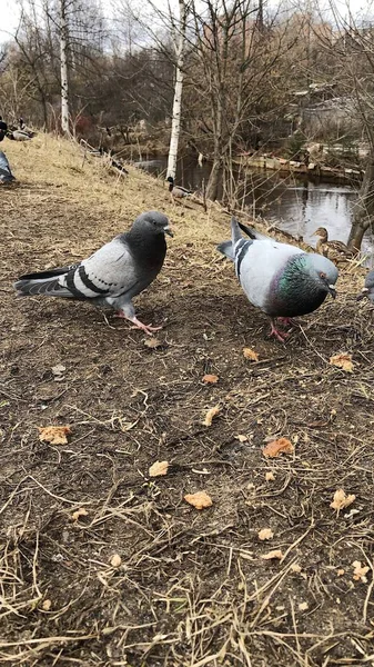 Pigeons Canards Dans Vue Village — Photo