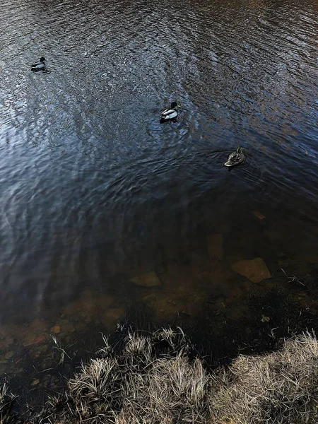 Hermosos Patos Nadando Vista Del Río — Foto de Stock