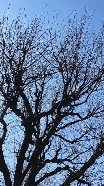 Hermosos Árboles Parque Contra Cielo — Foto de Stock