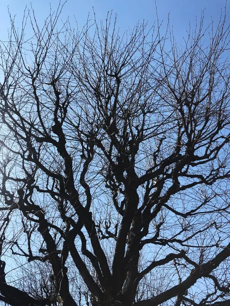 空に向かう公園の美しい木々 — ストック写真