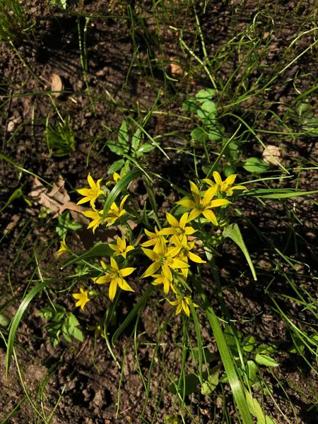 Beautiful Plant Yellow Flowers Park — Stock Photo, Image