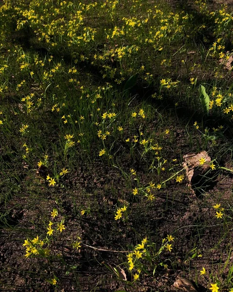 Bela Planta Com Flores Amarelas Parque — Fotografia de Stock