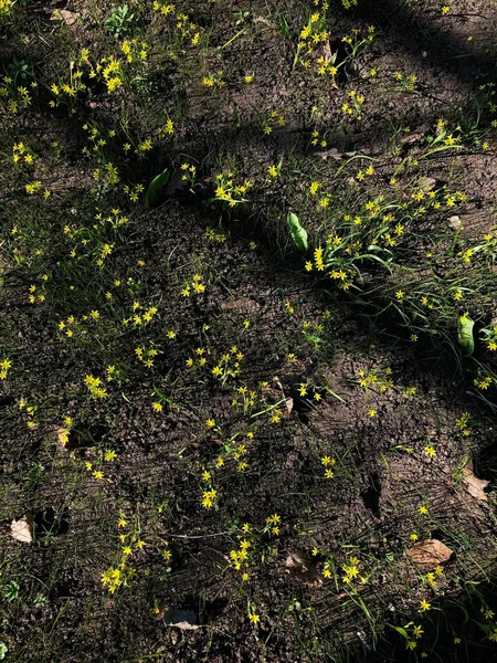Bela Planta Com Flores Amarelas Parque — Fotografia de Stock