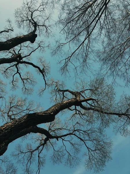 空に向かう公園の美しい木々 — ストック写真