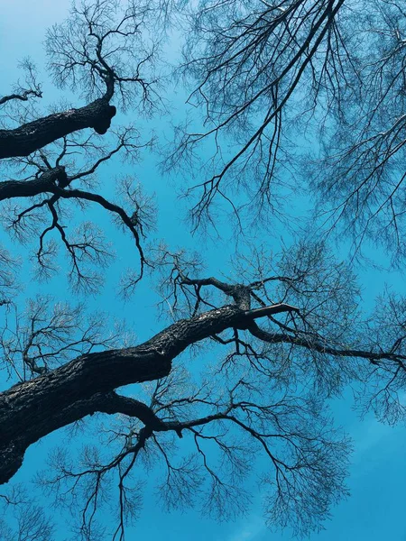 Belas Árvores Parque Contra Céu — Fotografia de Stock
