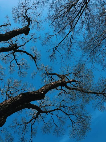 Belas Árvores Parque Contra Céu — Fotografia de Stock