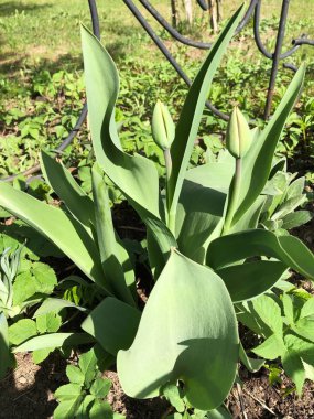 Parkta yeşil yaprakları ile güzel laleler 